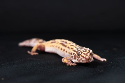 gecko photo