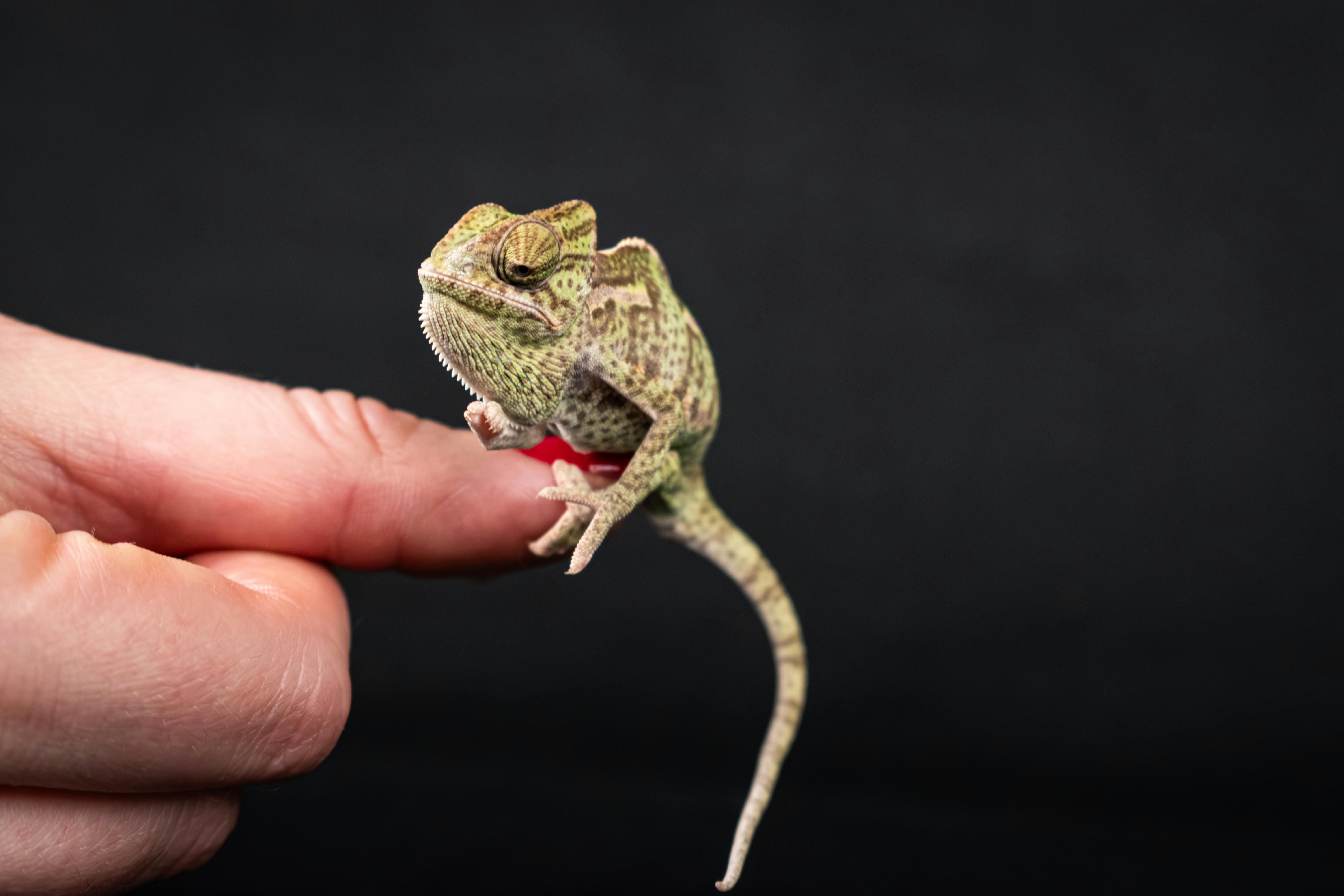 a small lizard sitting on top of a finger