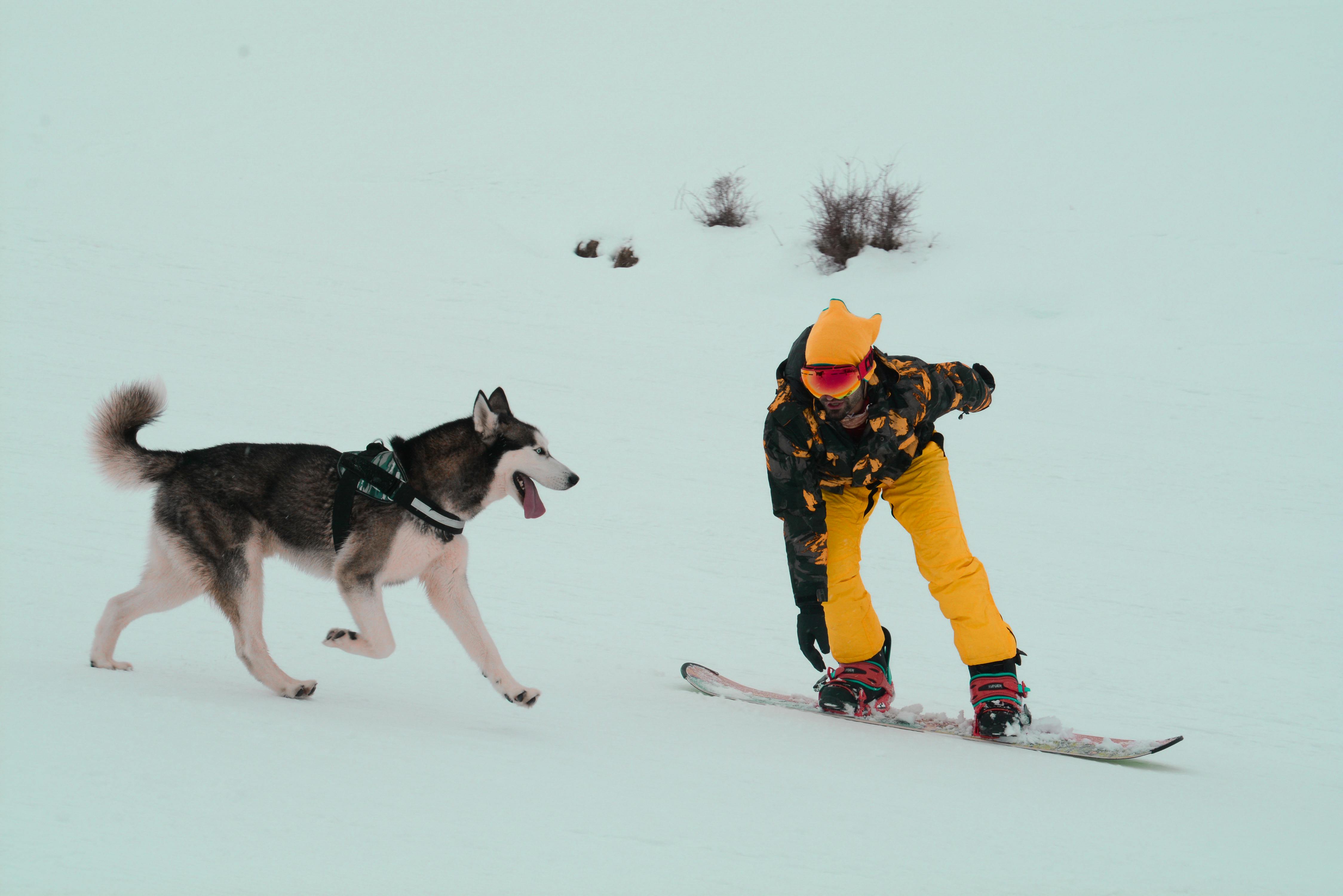 Dog running after its snowboarding owner