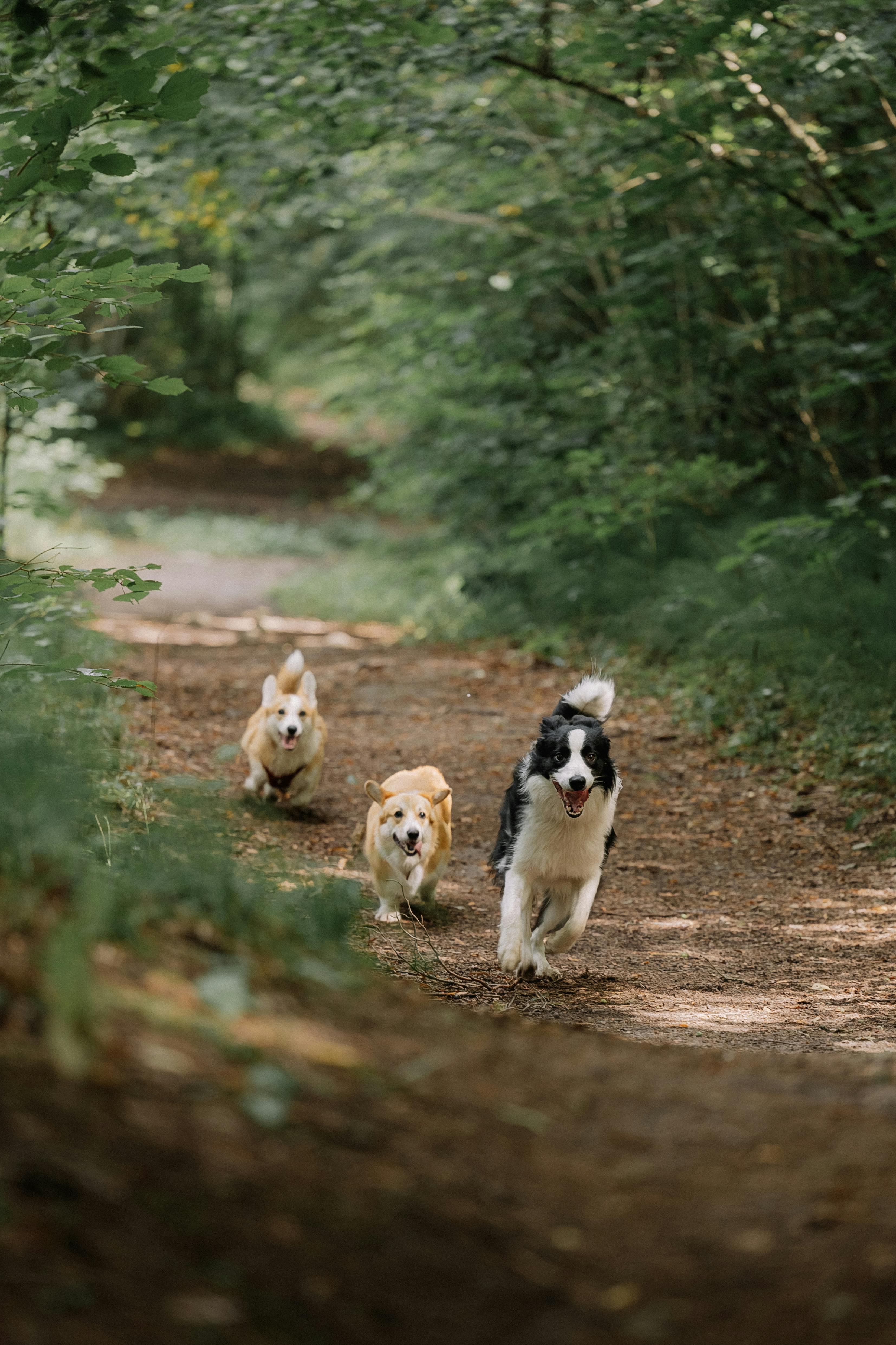 Three dogs running on a trail in the woods