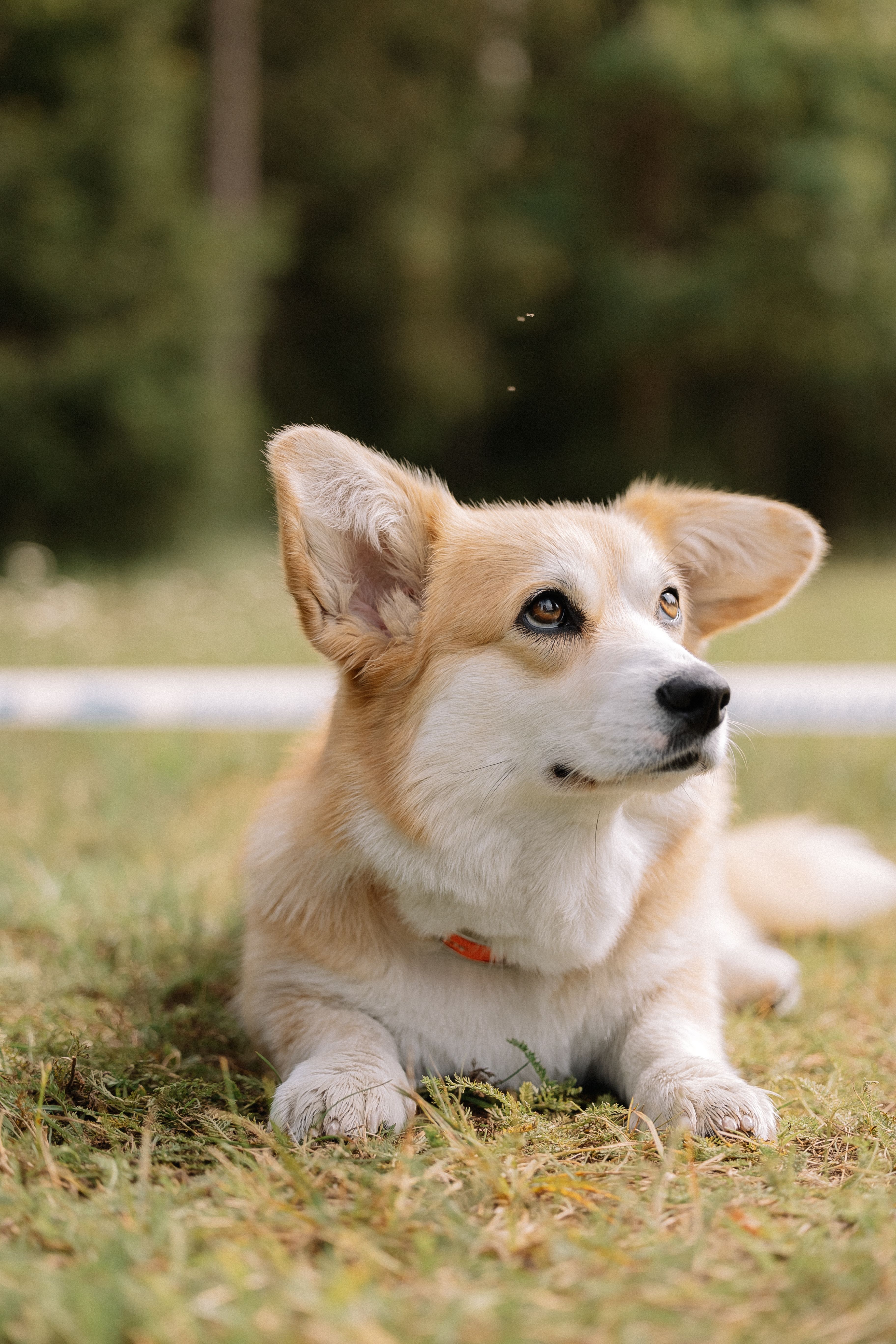 Free A corgi dog laying down in the grass Stock Photo