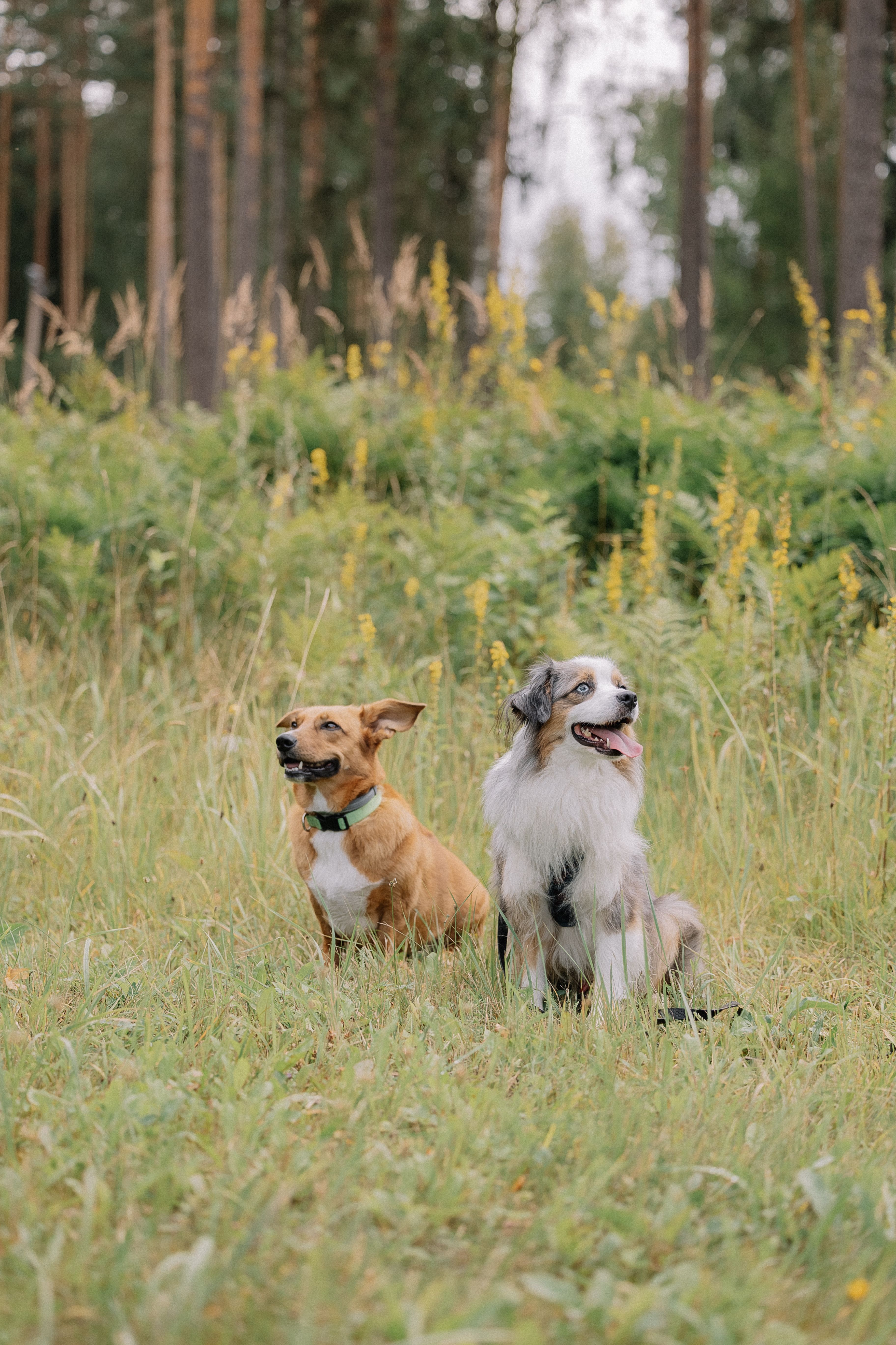 Two Dogs Sitting in Grass · Free Stock Photo