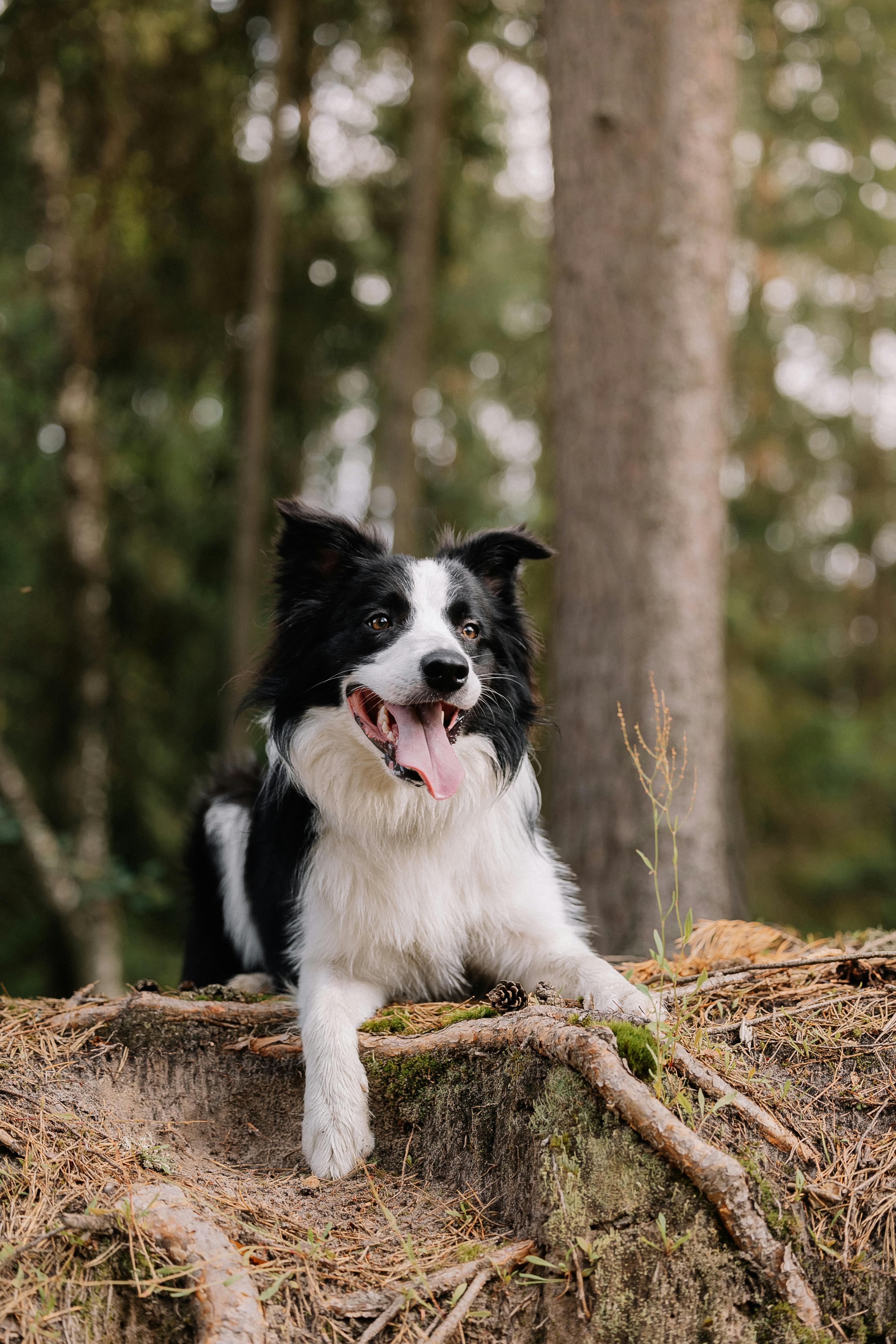 A border collie dog sitting on a log in the woods
