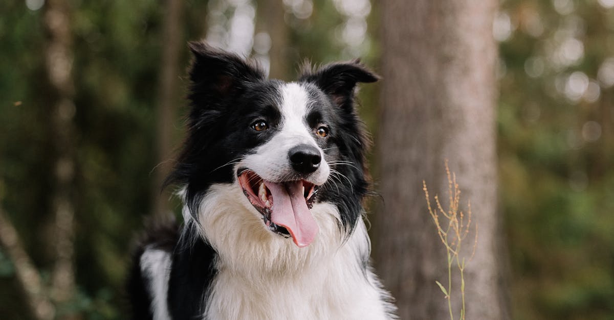 A border collie dog sitting on a log in the woods