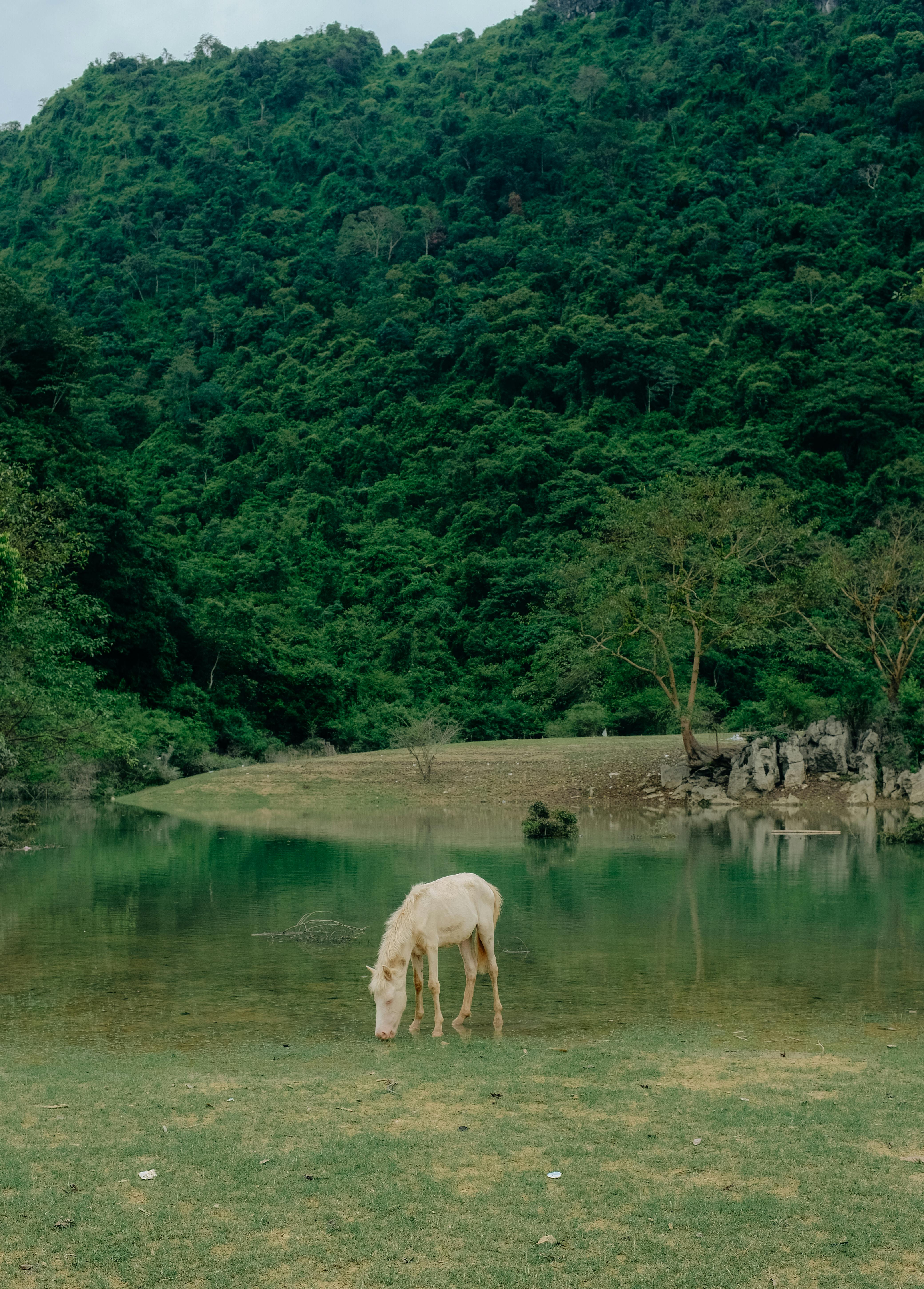 Peaceful scene of a horse grazing by a lush green mountain lake.