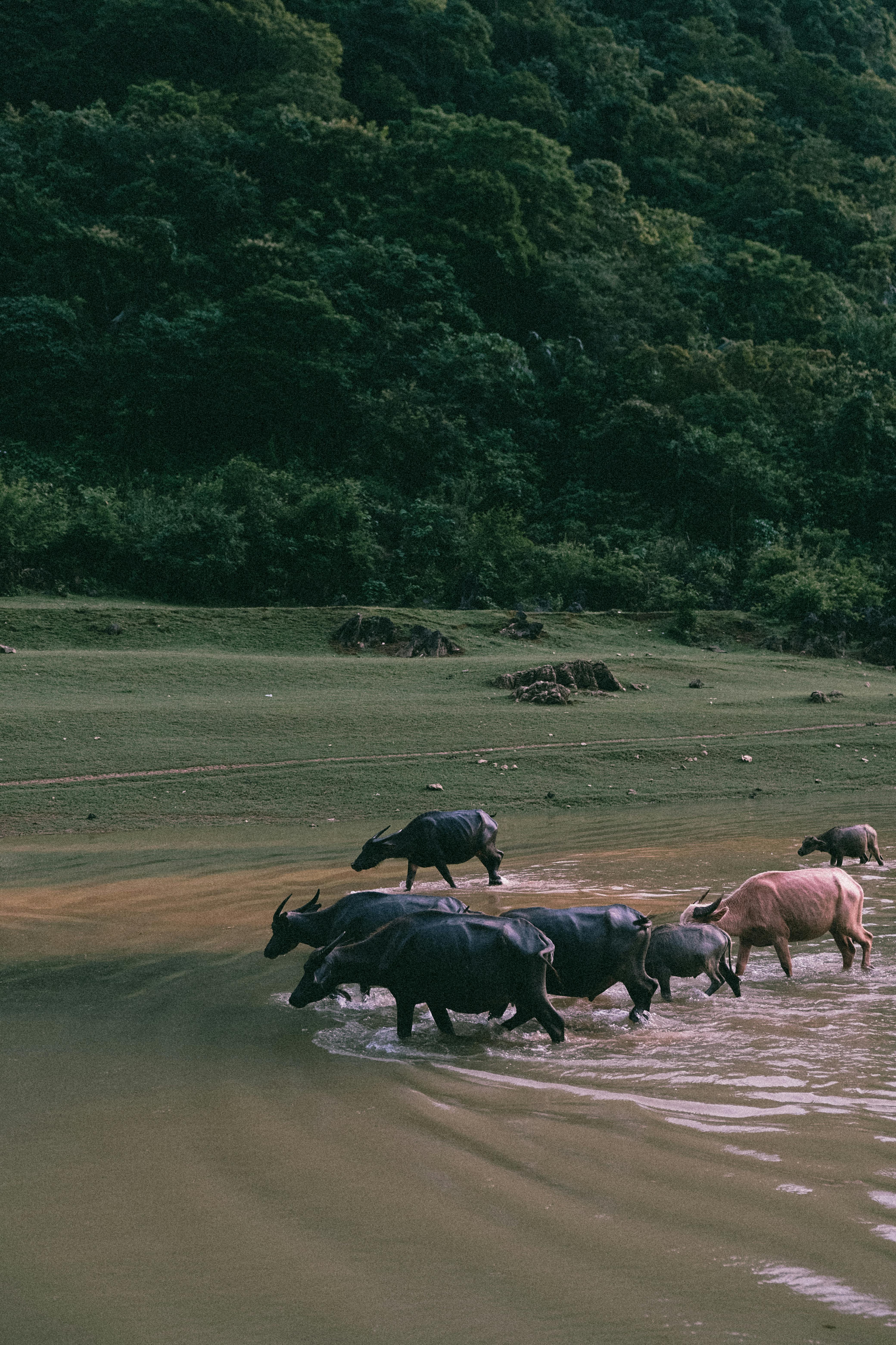 A herd of buffalo crossing a serene river against lush green mountainous backdrop.
