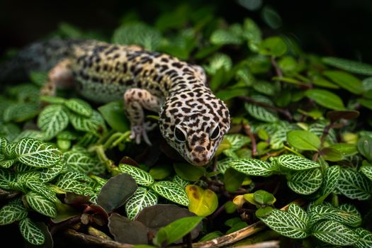 gecko photo