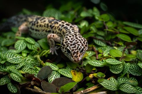 Crested Gecko vs Leopard Gecko: Size (30–45 g vs 50–80 g) & Care