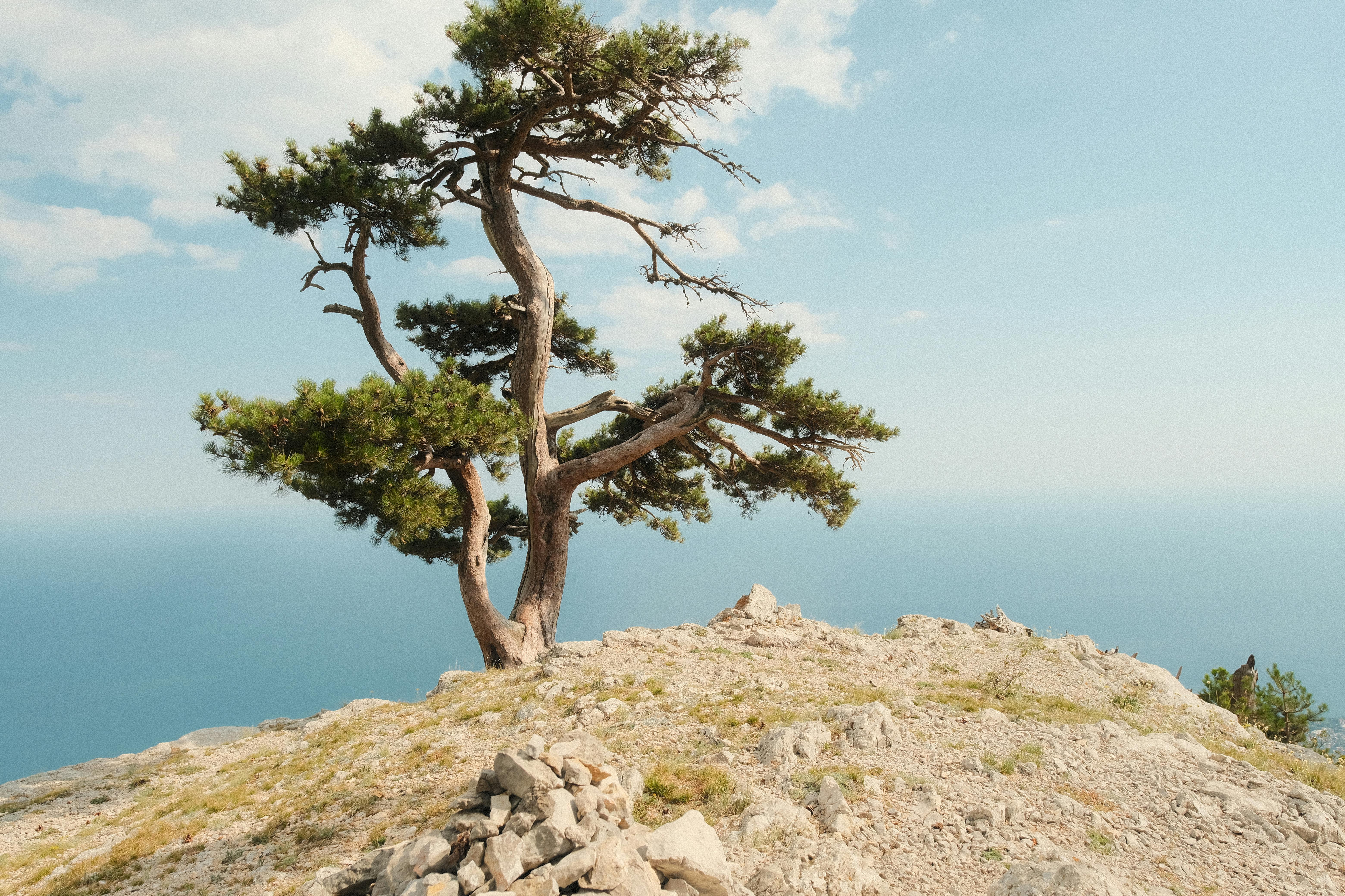 a lone tree on top of a rock overlooking the ocean