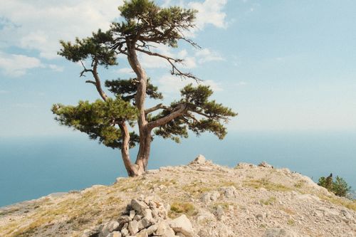 Free Solitary pine tree on a rocky cliff overlooking the ocean, evoking tranquility. Stock Photo