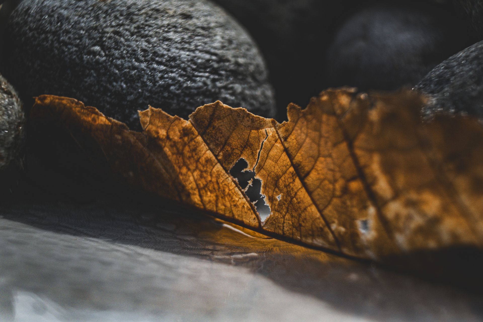 Detailed image of a dried leaf on wet stones with natural textures.