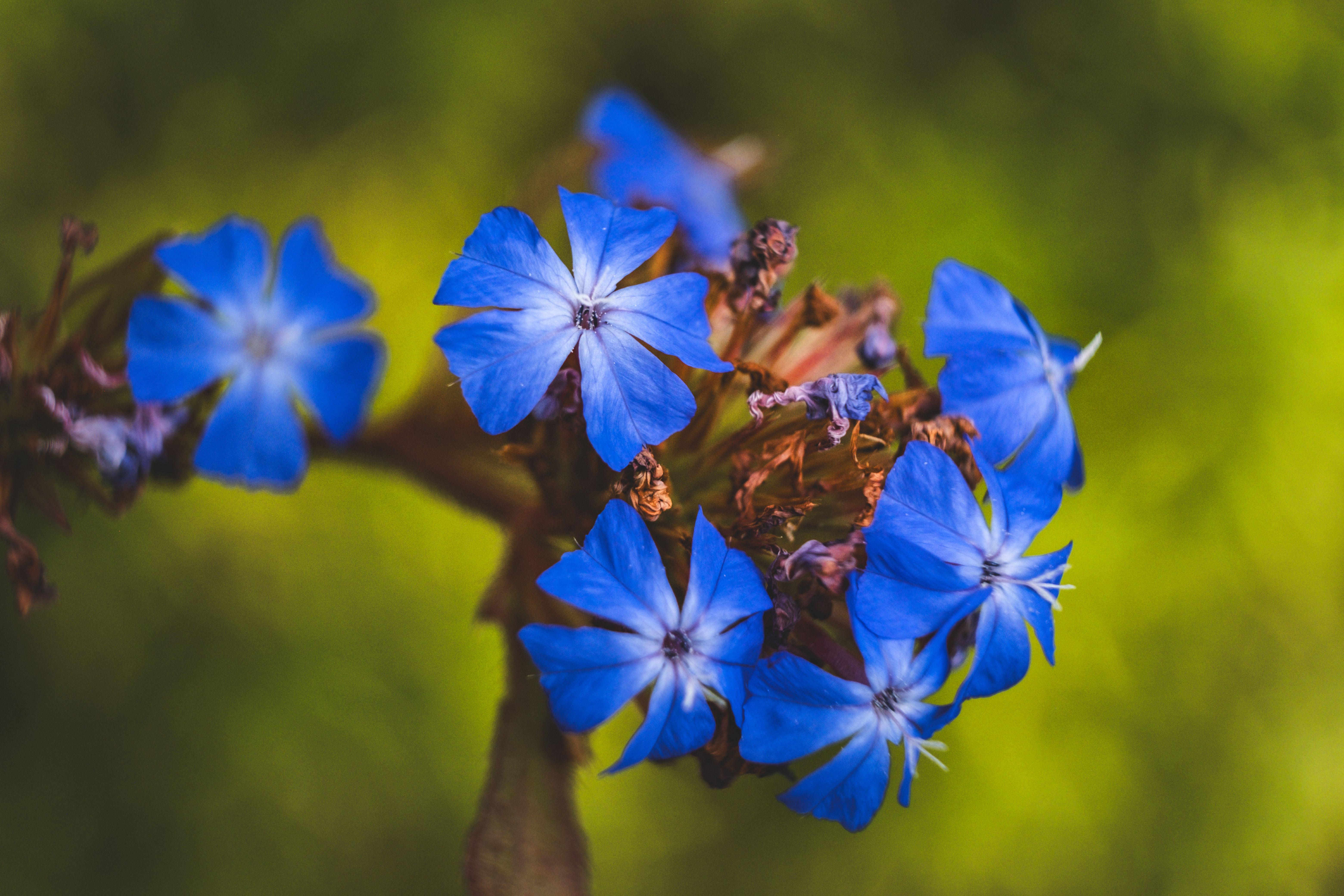 Blue flower