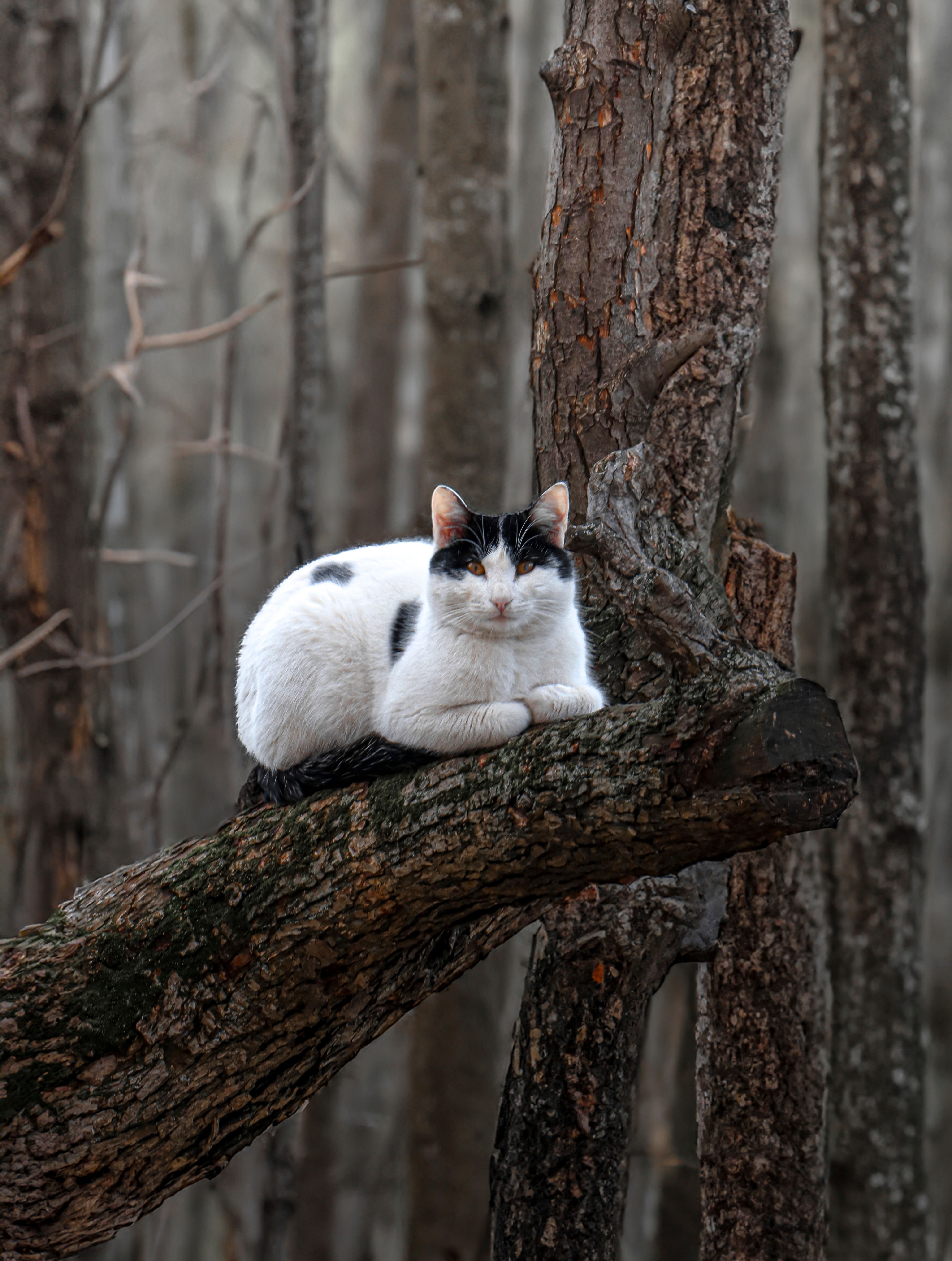 A black and white cat sitting on a tree branch · Free Stock Photo