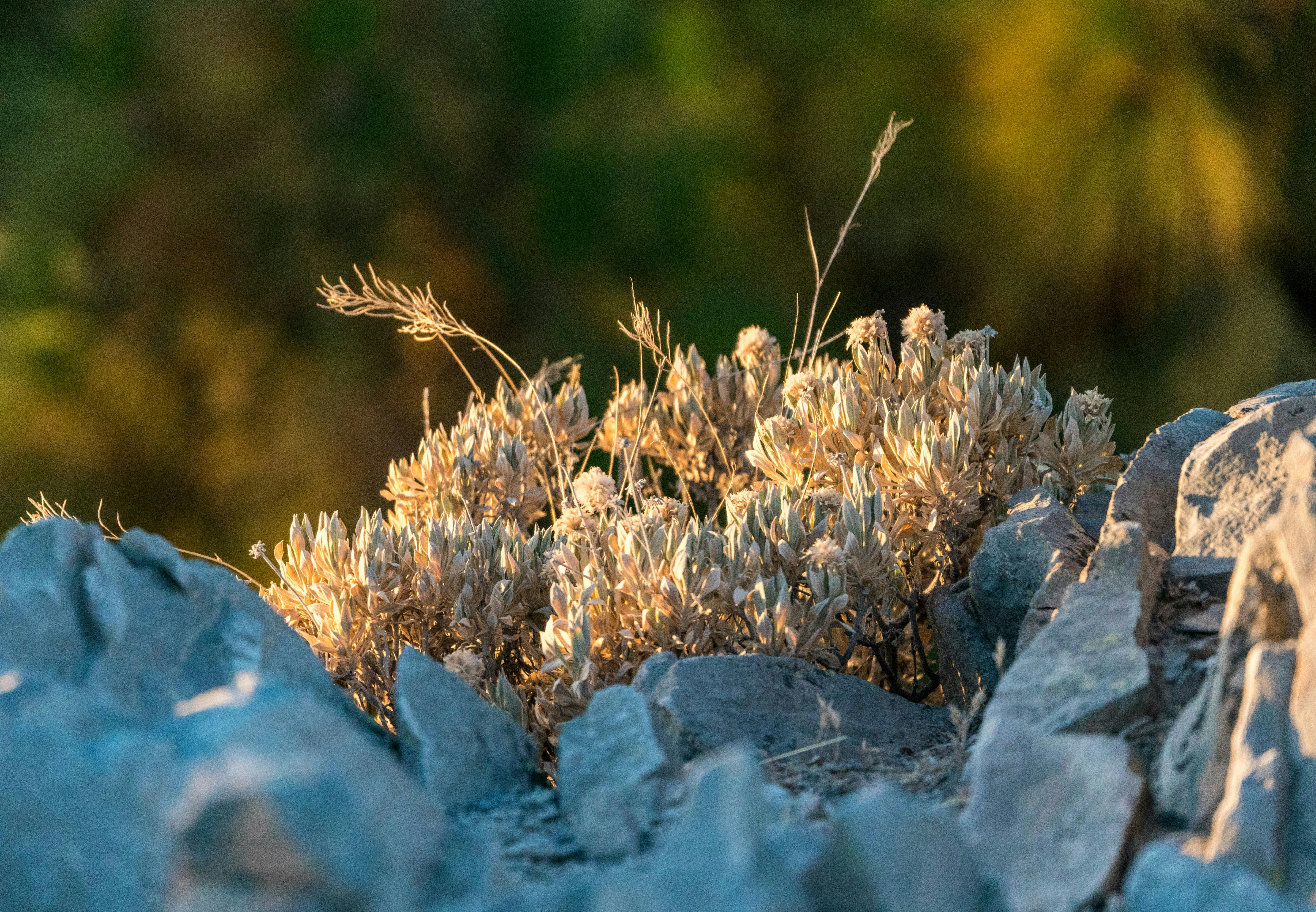 A plant growing on rocks in the desert