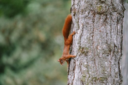 A red squirrel on a tree in Leipzig park during fall, displaying natural wildlife behavior.