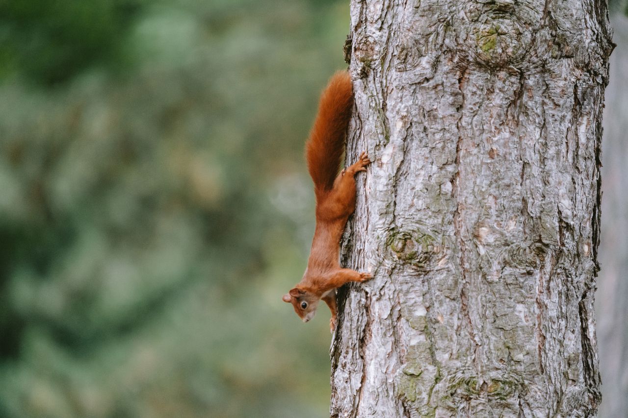 a red squirrel on a tree in leipzig park during fall displaying natura