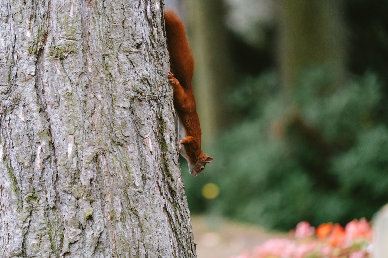 red squirrel climbing a tree trunk in a park setting with lush greener