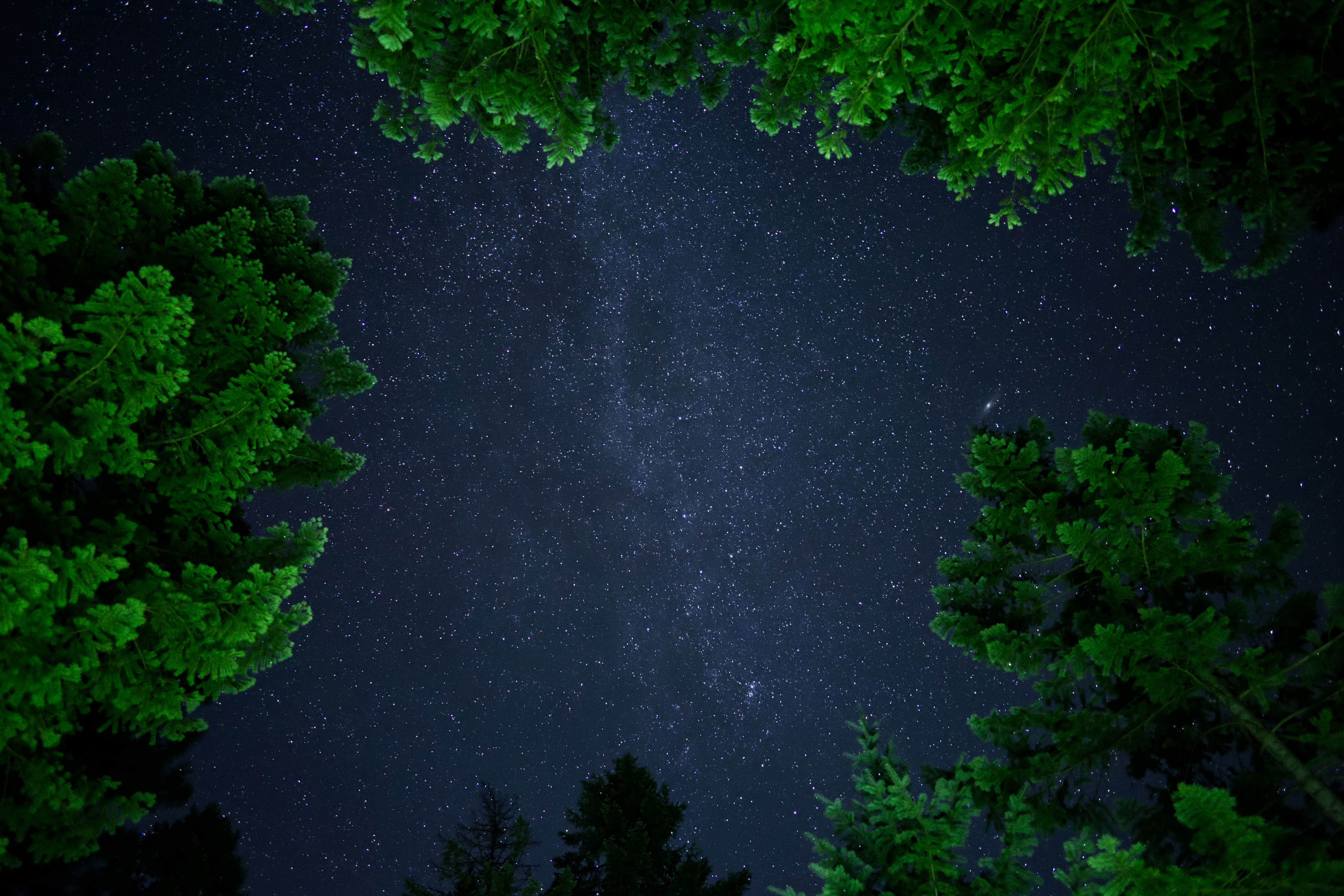 The night sky with stars and trees in the background · Free Stock Photo