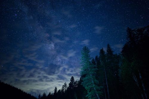 Free Capture of a star-filled night sky above a forest with pine trees. Stock Photo