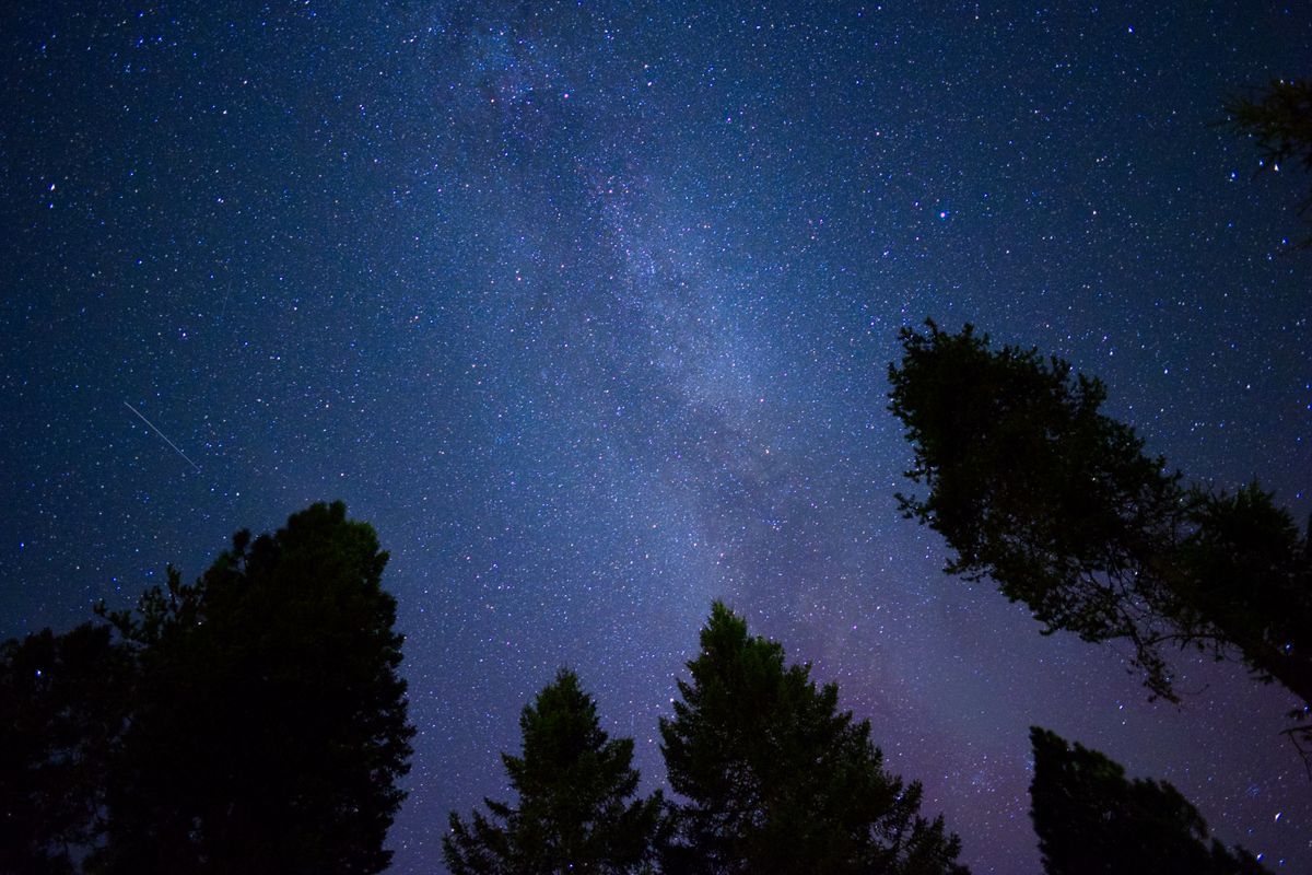 Starry Night Sky with Milky Way Over Forest · Free Stock Photo