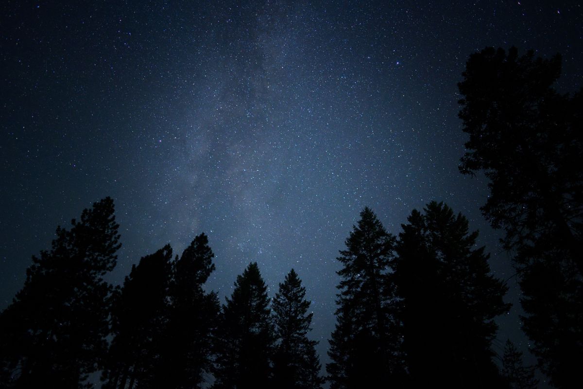 Silhouette Trees Under Starry Night Sky · Free Stock Photo