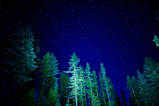 Vibrant night sky filled with stars above a lush evergreen forest, creating a serene winter scene.