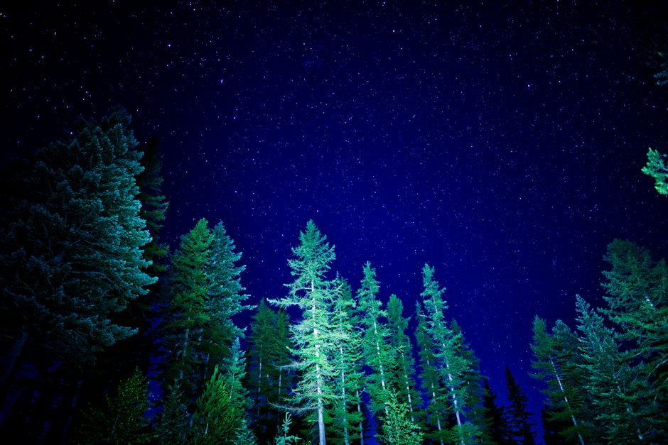 Vibrant night sky filled with stars above a lush evergreen forest, creating a serene winter scene.