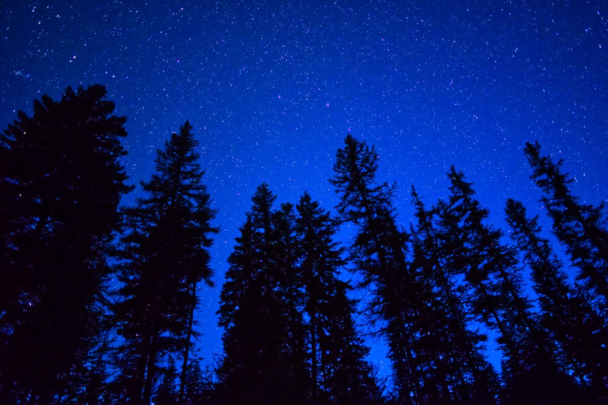 Starry Night in a Forest · Free Stock Photo