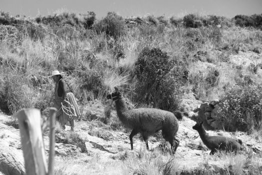 A traditional rural scene in El Alto, Bolivia, featuring a person walking with llamas.