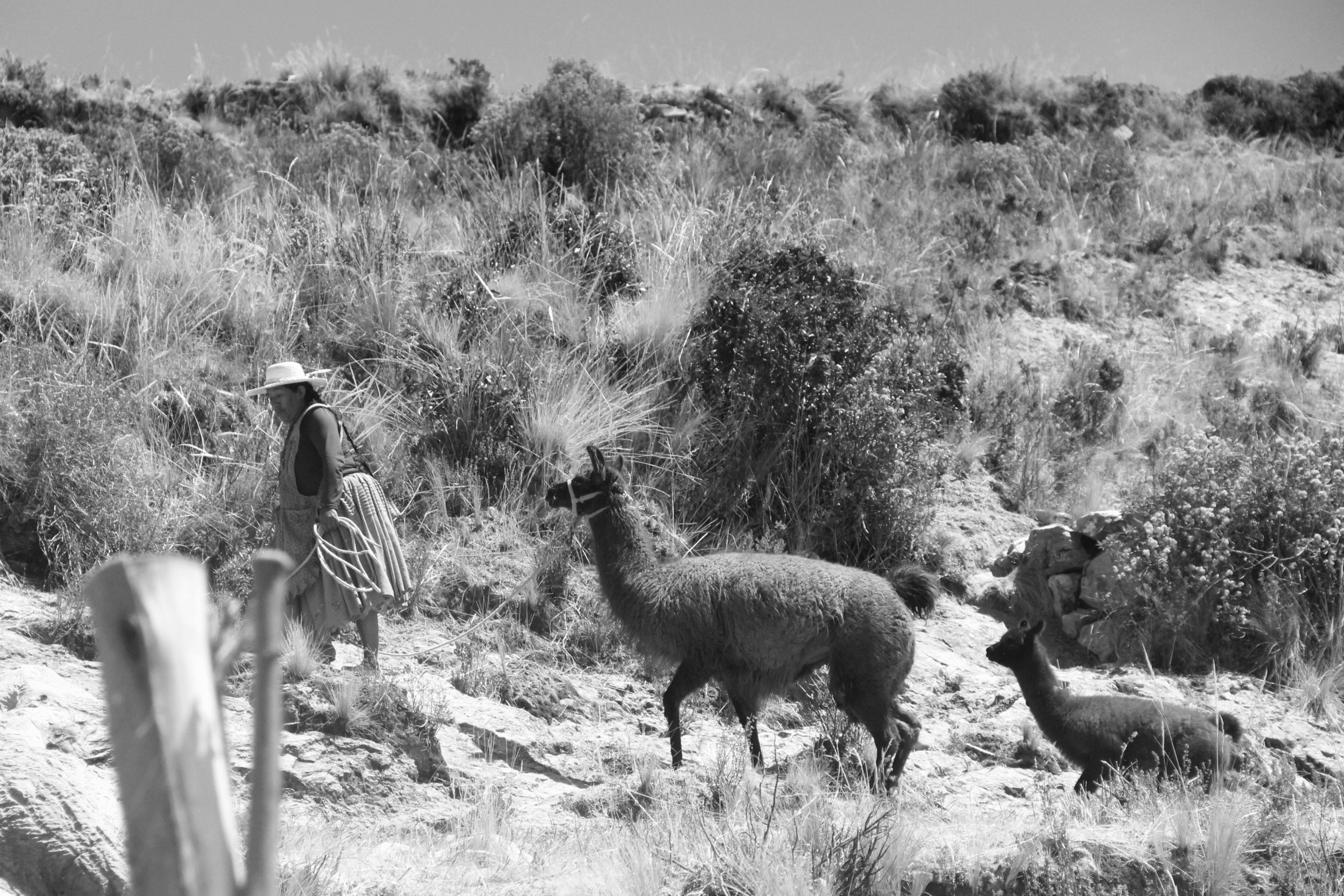 grátis Foto profissional grátis de agricultor, agricultura, alfafa Foto profissional