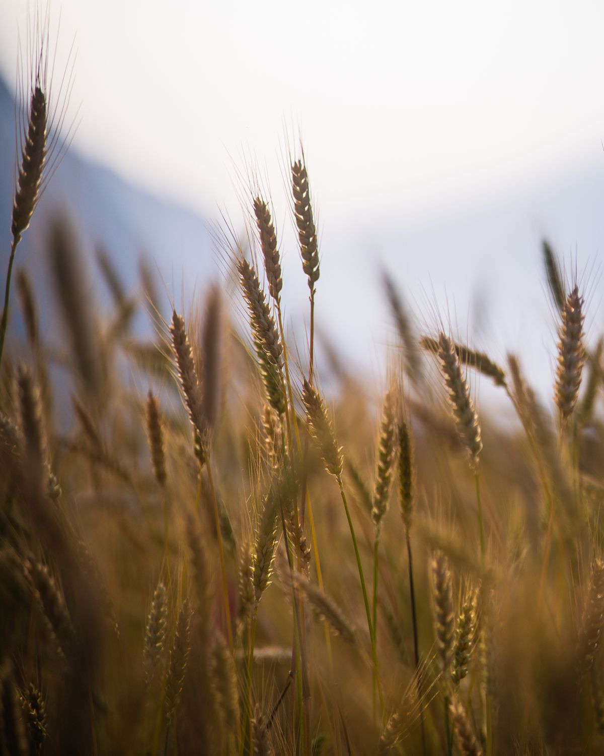 A wheat field with mountains in the background · Free Stock Photo