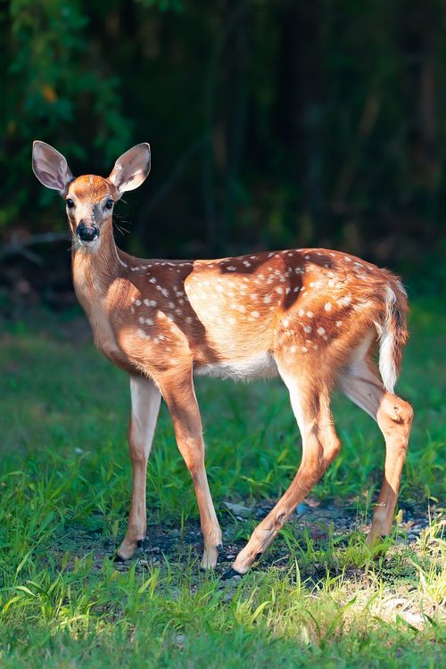 Free Young spotted deer stands in sunlight, highlighting its graceful form against the forest backdrop. Stock Photo