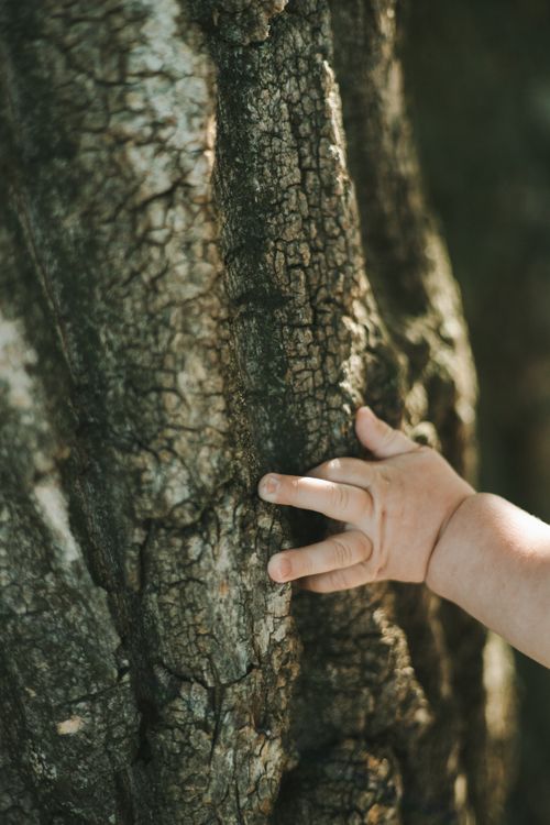 Free A baby's hand gently touches the rough texture of a tree trunk in a natural setting. Stock Photo