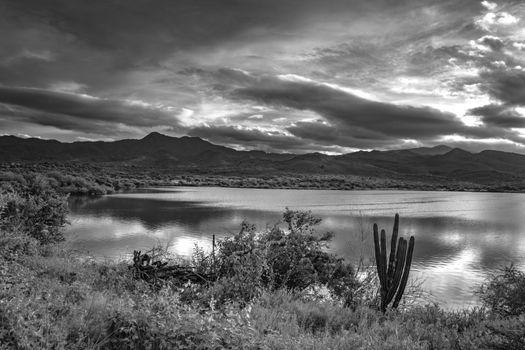 Black and white photo of lake and cactus