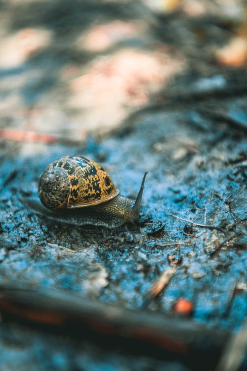 Snail Crawling on Dirt Ground