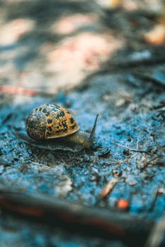 镜头详细捕捉了蜗牛在潮湿土地上移动的画面，周围环绕着自然纹理