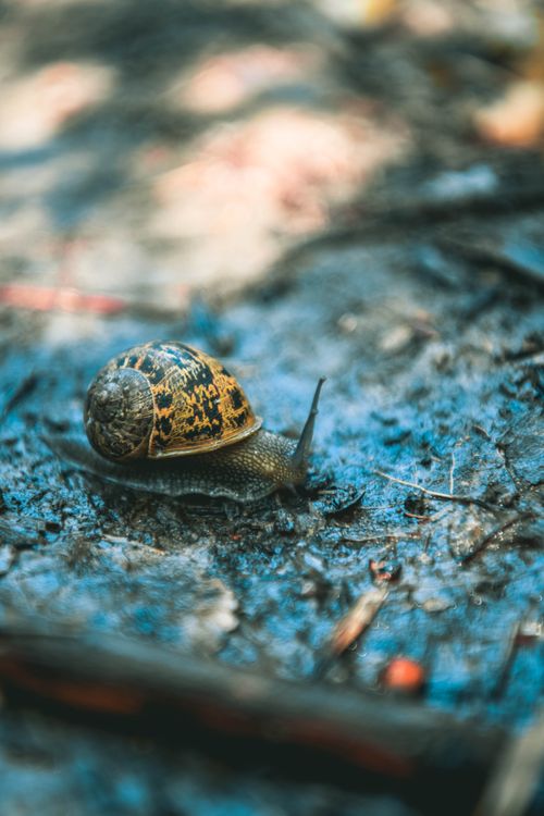 Free Detailed shot of a snail moving on moist earth, surrounded by natural textures. Stock Photo