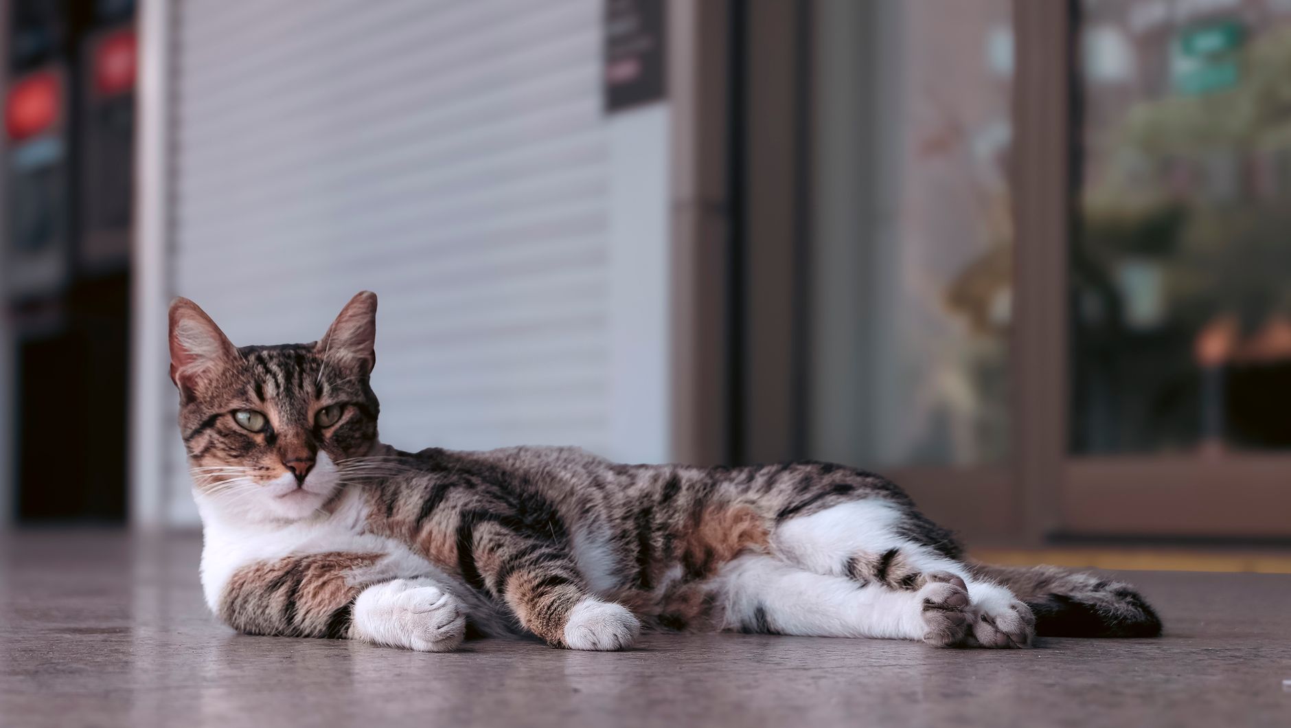 A cat undergoing diagnostic blood testing at a veterinary clinic