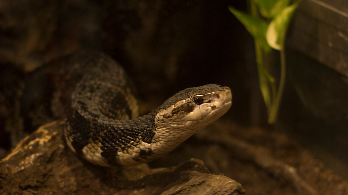 Snake resting on a rock inside a naturalistic terrarium enclosure