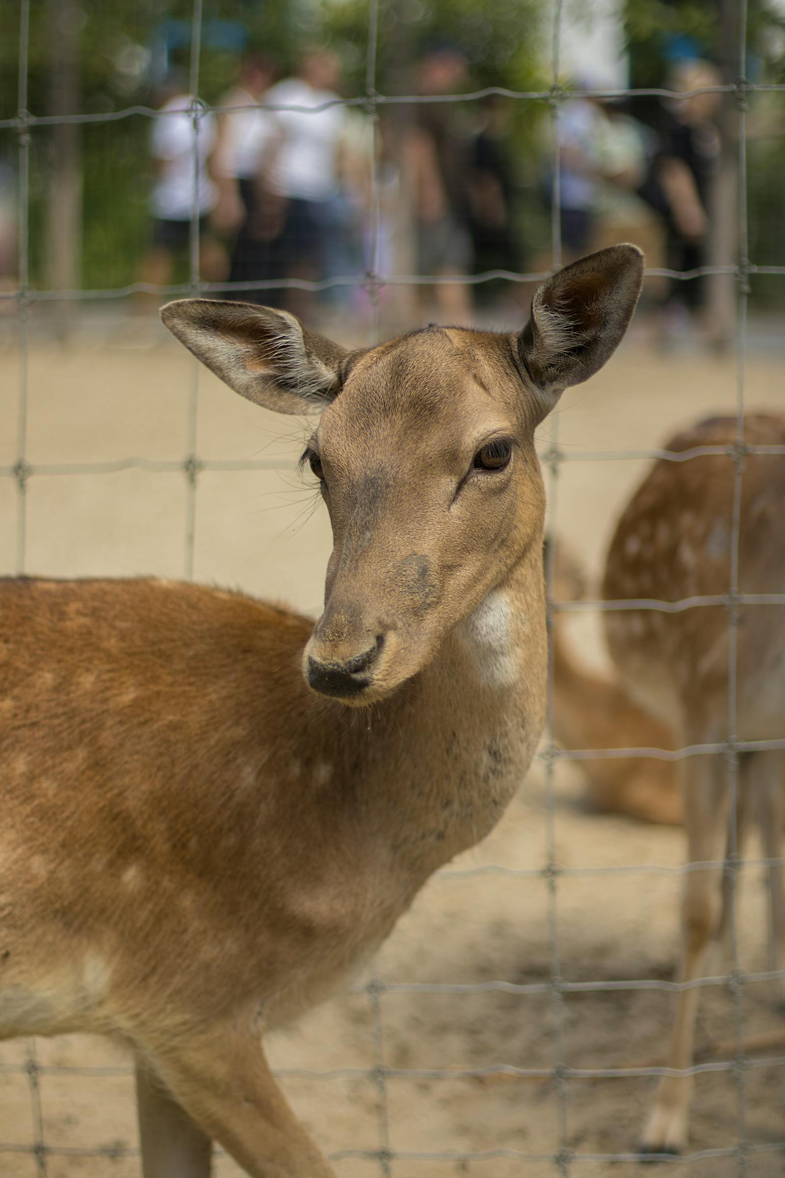 Sika Deer Enclosure Photos, Download The BEST Free Sika Deer Enclosure ...