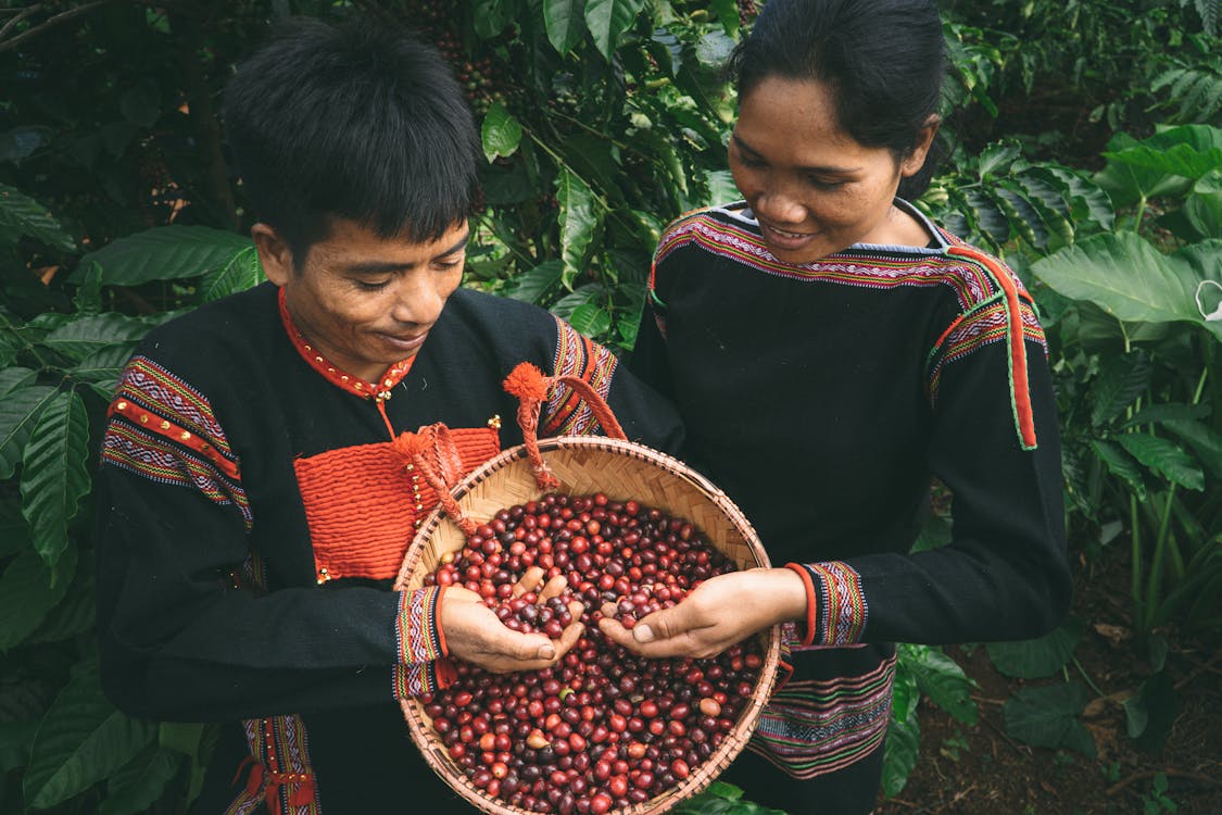 Harvesting and Processing Peaberry Coffee