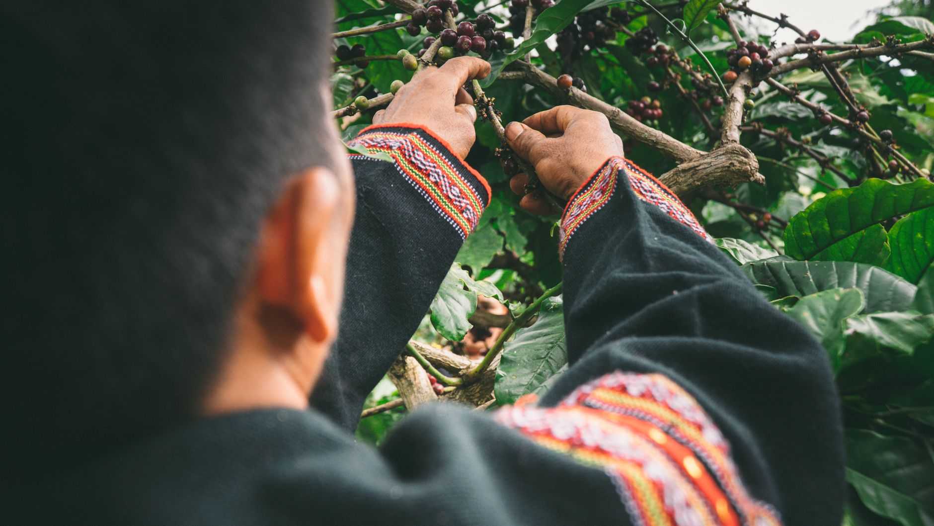 Starbucks Invests in Sustainability: A Bold Move for 2026