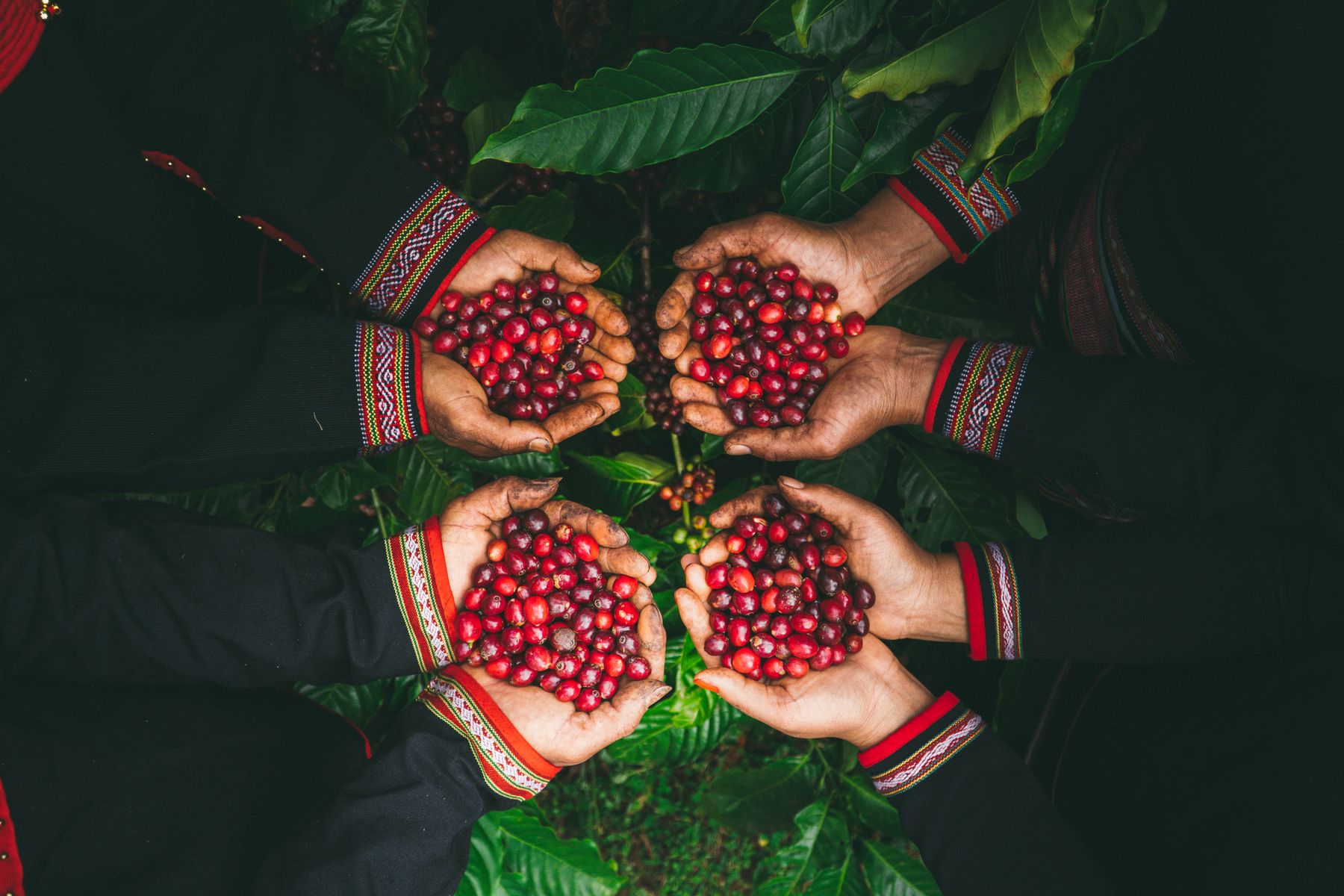Manos sosteniendo cerezas de café recién cosechadas