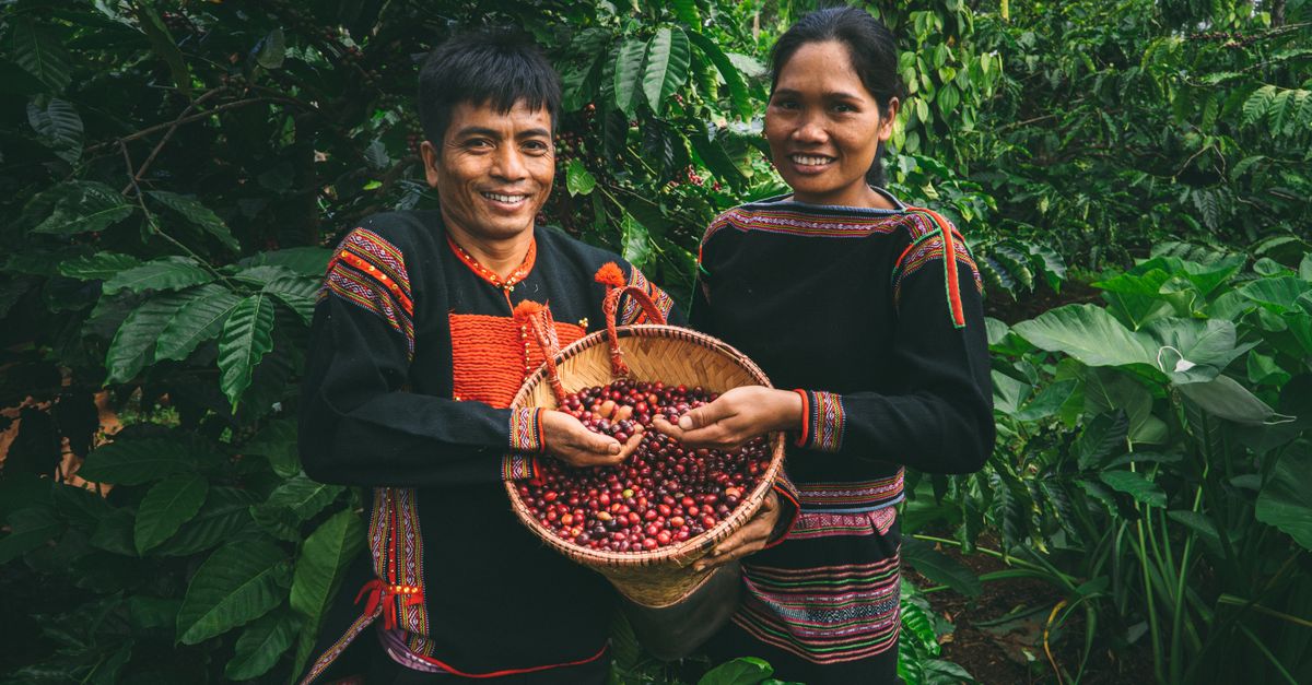 ¿Qué caracteriza al café de Honduras y qué se aprende visitando fincas locales? ¿Qué caracteriza al café de Honduras y qué se aprende visitando fincas locales?