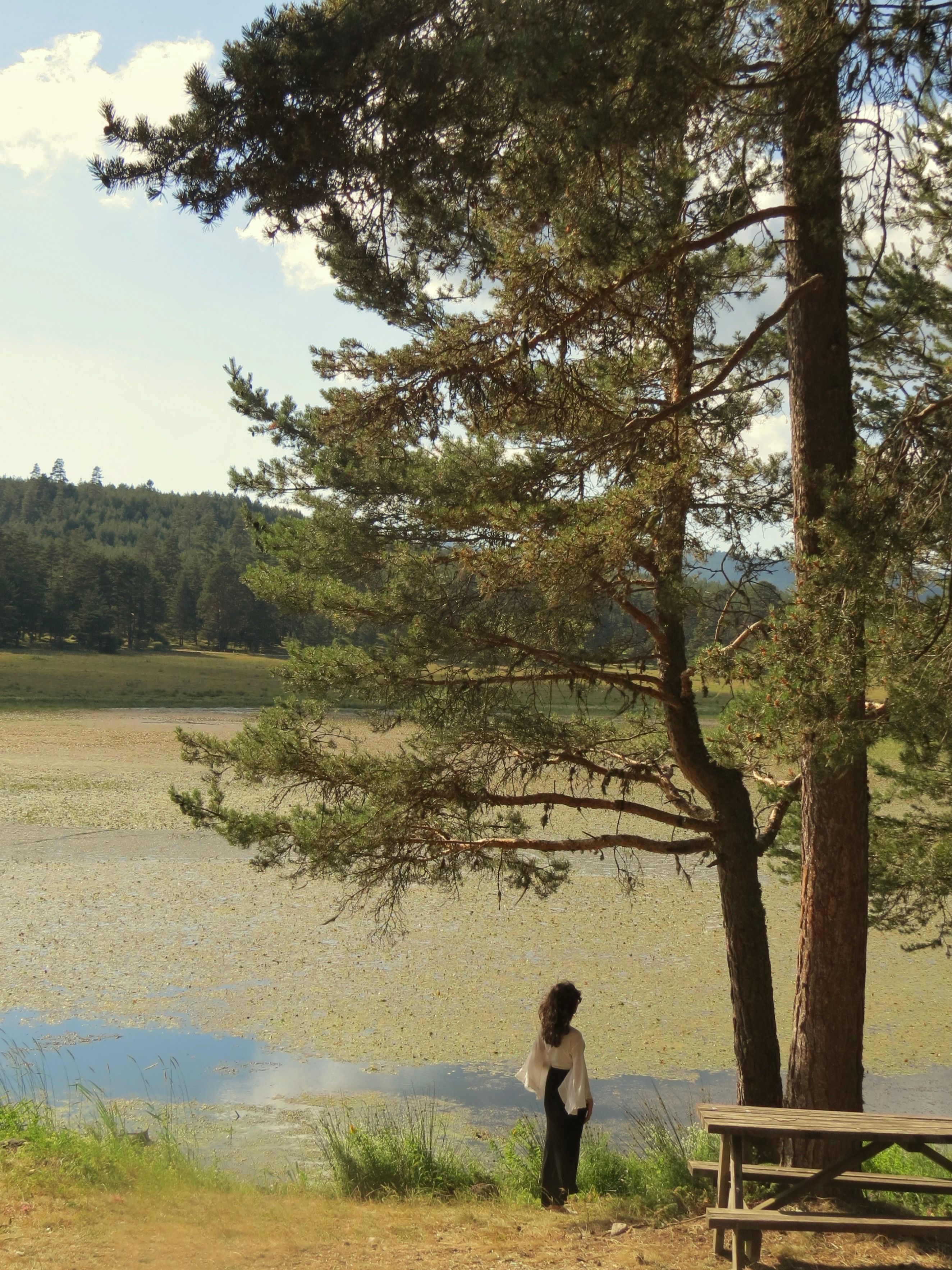 A tranquil lakeside view with a person standing near a tree on a sunny day, showcasing peaceful nature scenery.