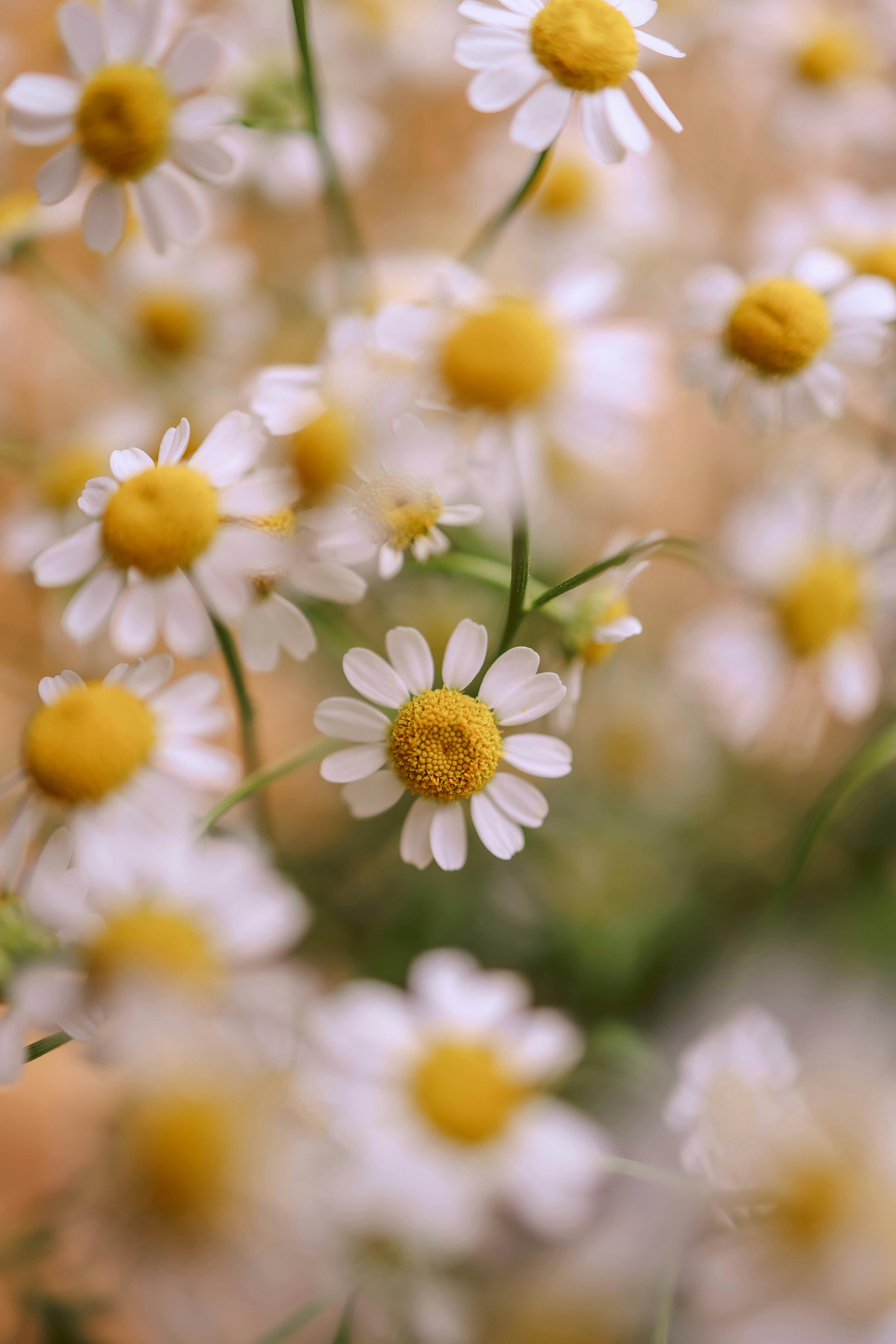 Delicate chamomile flowers with white petals in full bloom outdoors, evoking a summer feel.