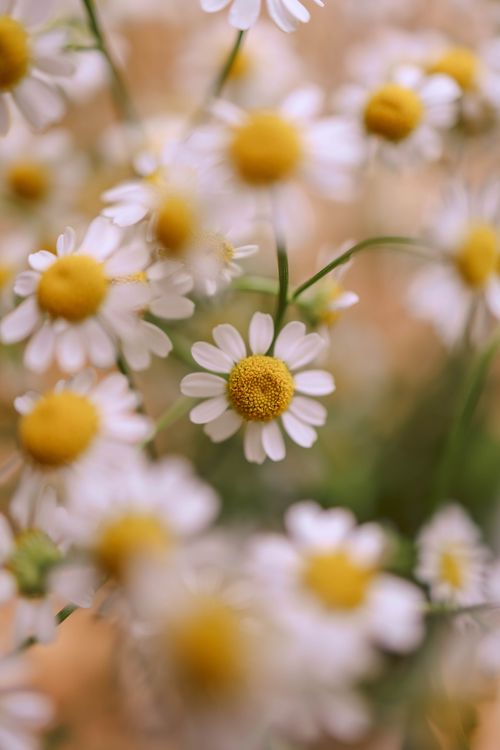 Free A soft-focus macro shot of chamomile flowers blooming in a summer garden, highlighting natural beauty. Stock Photo