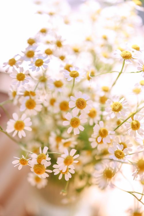 Free A bright and fresh bouquet of blooming chamomile flowers with soft sunlight highlights. Stock Photo