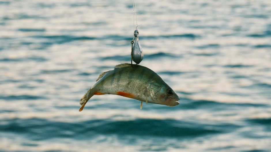 Fotomural Imagen en primer plano de un pez atrapado en una línea de pesca contra un fondo acuático.