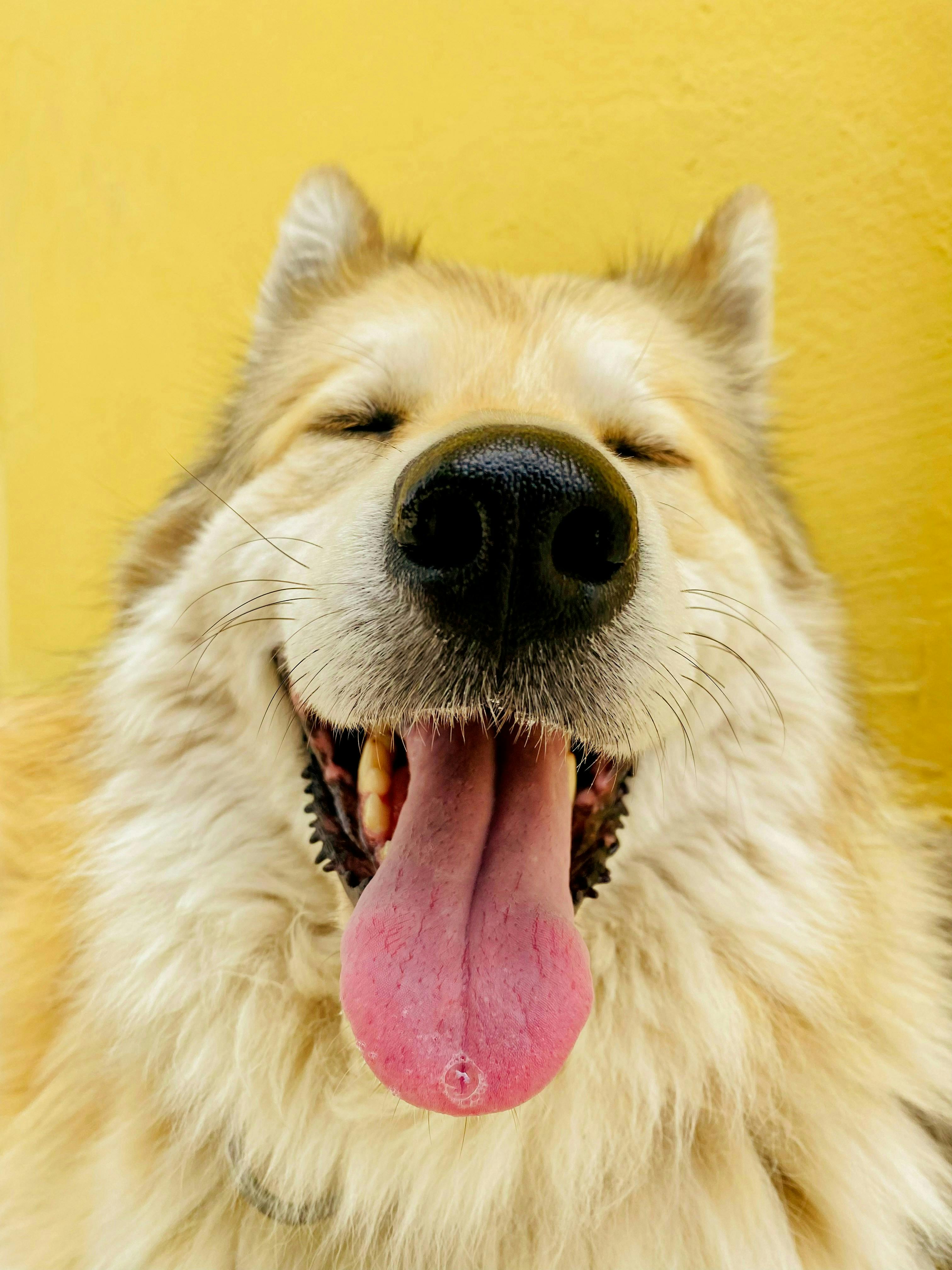 A dog with its tongue out and a yellow wall behind it